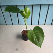 Load image into Gallery viewer, #W45 Monstera Sierrana
