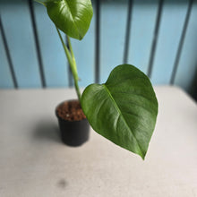 Load image into Gallery viewer, #W45 Monstera Sierrana