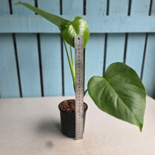 Load image into Gallery viewer, #W45 Monstera Sierrana