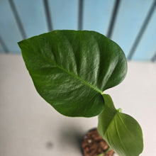 Load image into Gallery viewer, #W45 Monstera Sierrana
