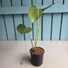Load image into Gallery viewer, #W45 Monstera Sierrana