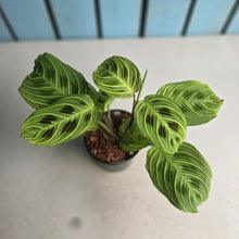Load image into Gallery viewer, #W39 Maranta Light Veins