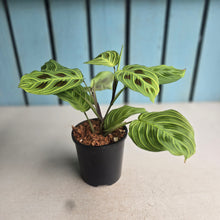 Load image into Gallery viewer, #W39 Maranta Light Veins