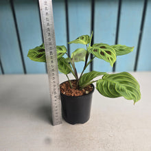 Load image into Gallery viewer, #W39 Maranta Light Veins