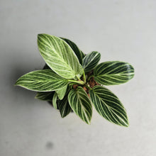Load image into Gallery viewer, #W38 Philodendron Birkin
