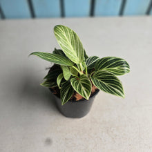 Load image into Gallery viewer, #W38 Philodendron Birkin