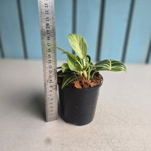 Load image into Gallery viewer, #W38 Philodendron Birkin