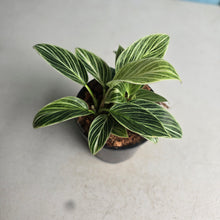 Load image into Gallery viewer, #W38 Philodendron Birkin