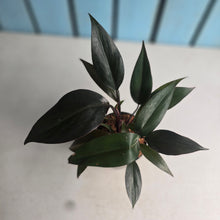 Load image into Gallery viewer, Philodendron Majesty