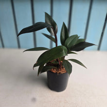 Load image into Gallery viewer, Philodendron Majesty