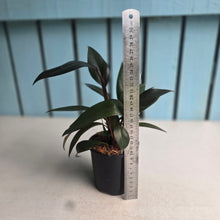 Load image into Gallery viewer, Philodendron Majesty