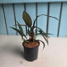 Load image into Gallery viewer, Philodendron Majesty