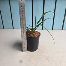 Load image into Gallery viewer, #W35 Philodendron Chinchamayense