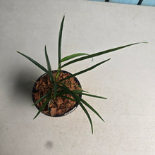 Load image into Gallery viewer, #W35 Philodendron Chinchamayense