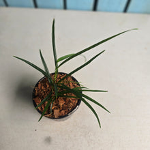 Load image into Gallery viewer, #W35 Philodendron Chinchamayense