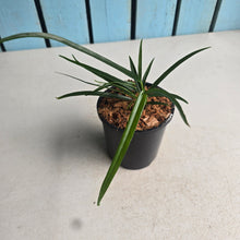 Load image into Gallery viewer, #W35 Philodendron Chinchamayense