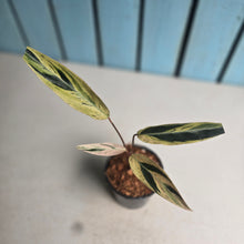 Load image into Gallery viewer, #W36 Stromanthe Magic Marble