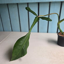 Load image into Gallery viewer, #W62 Philodendron Joepii