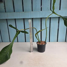 Load image into Gallery viewer, #W62 Philodendron Joepii