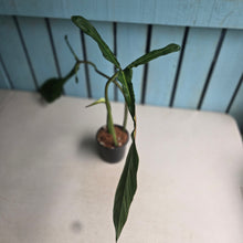 Load image into Gallery viewer, #W62 Philodendron Joepii