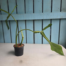Load image into Gallery viewer, #W62 Philodendron Joepii