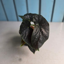 Load image into Gallery viewer, #W46 Begonia Galaxy Spot