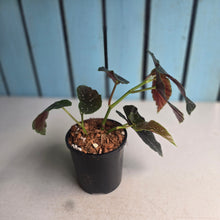 Load image into Gallery viewer, #W46 Begonia Galaxy Spot
