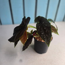 Load image into Gallery viewer, #W46 Begonia Galaxy Spot