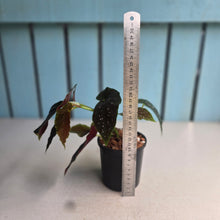 Load image into Gallery viewer, #W46 Begonia Galaxy Spot