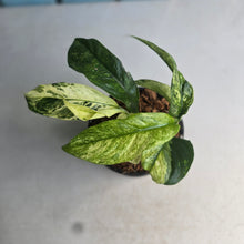 Load image into Gallery viewer, #W37 Variegated Rhaphidophora Puberula