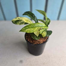 Load image into Gallery viewer, #W37 Variegated Rhaphidophora Puberula