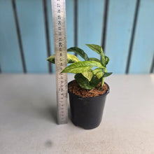 Load image into Gallery viewer, #W37 Variegated Rhaphidophora Puberula