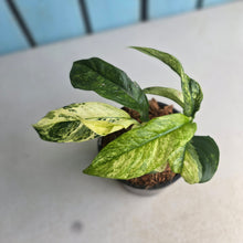 Load image into Gallery viewer, #W37 Variegated Rhaphidophora Puberula