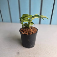 Load image into Gallery viewer, #W37 Variegated Rhaphidophora Puberula