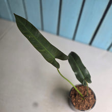 Load image into Gallery viewer, #W61 Philodendron Atabapoense Silver