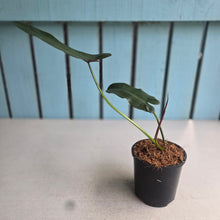 Load image into Gallery viewer, #W61 Philodendron Atabapoense Silver