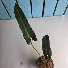 Load image into Gallery viewer, #W61 Philodendron Atabapoense Silver