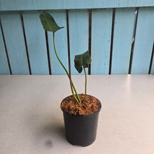 Load image into Gallery viewer, #W61 Philodendron Atabapoense Silver