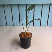 Load image into Gallery viewer, #W61 Philodendron Atabapoense Silver