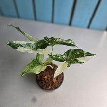 Load image into Gallery viewer, #W64 Syngonium Fantasy