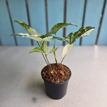Load image into Gallery viewer, #W64 Syngonium Fantasy