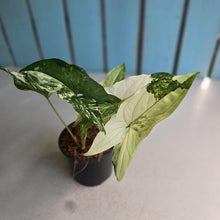 Load image into Gallery viewer, #W64 Syngonium Fantasy