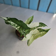 Load image into Gallery viewer, #W64 Syngonium Fantasy