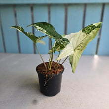 Load image into Gallery viewer, #W64 Syngonium Fantasy