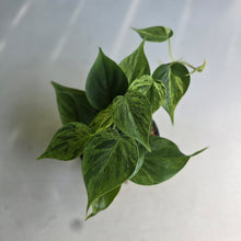 Load image into Gallery viewer, #W44 Variegated Philodendron Heart Leaf