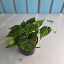 Load image into Gallery viewer, #W44 Variegated Philodendron Heart Leaf