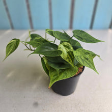 Load image into Gallery viewer, #W44 Variegated Philodendron Heart Leaf