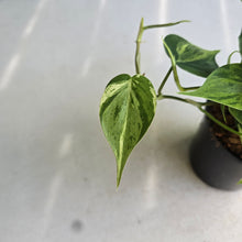 Load image into Gallery viewer, #W44 Variegated Philodendron Heart Leaf