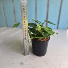 Load image into Gallery viewer, #W44 Variegated Philodendron Heart Leaf