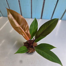 Load image into Gallery viewer, #W59 Philodendron Prince of Orange